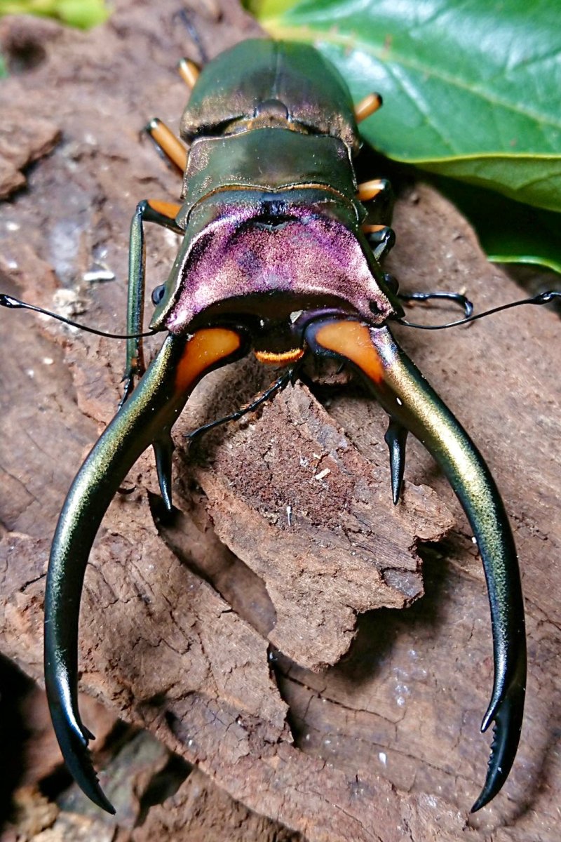 Larvae - Metallic Elaphus Stag Beetle, (Cyclommatus elaphus) - Richard’s Inverts