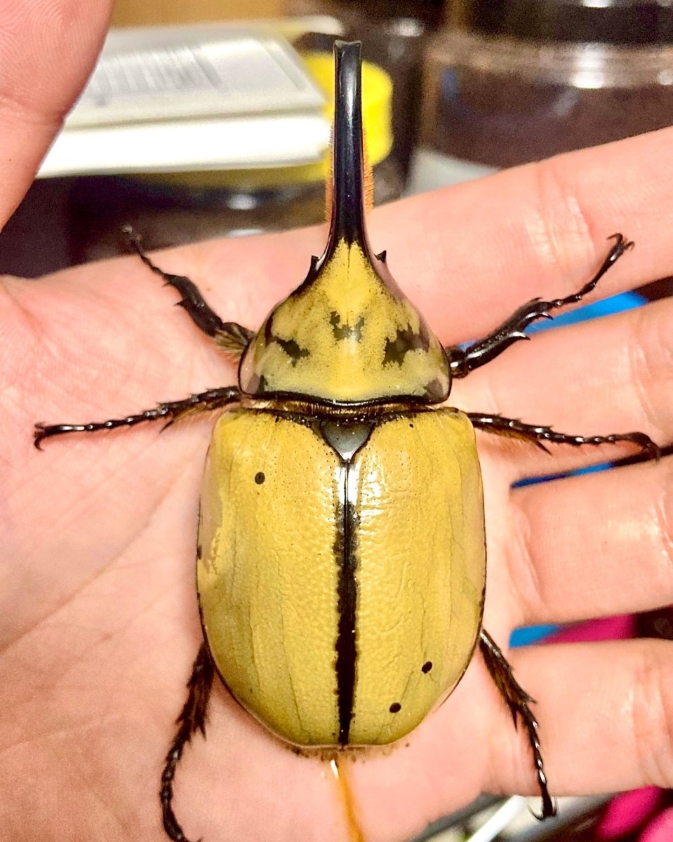 Larvae - Mexican Hercules Rhino Beetle, (Dynastes hyllus) - Richard’s Inverts
