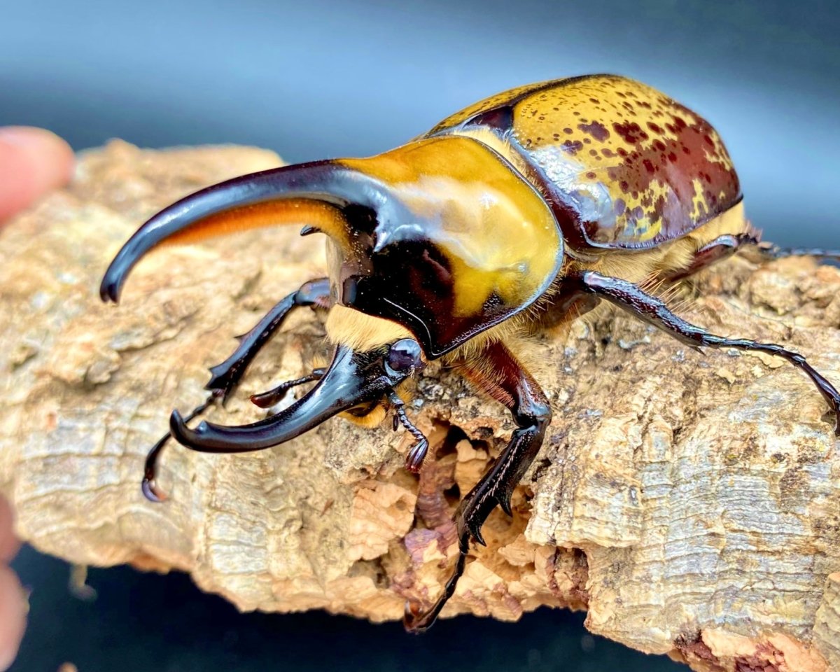 Dynastes hyllus miyashitai For Sale Richard's Inverts