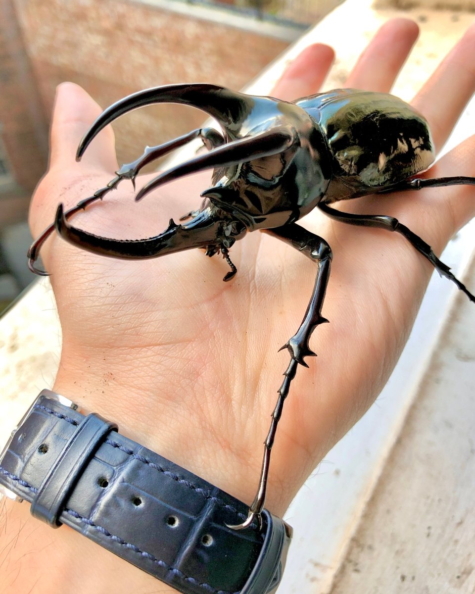 Larvae - Moellenkampi Rhino Beetle, (Chalcosoma moellenkampi) - Richard’s Inverts