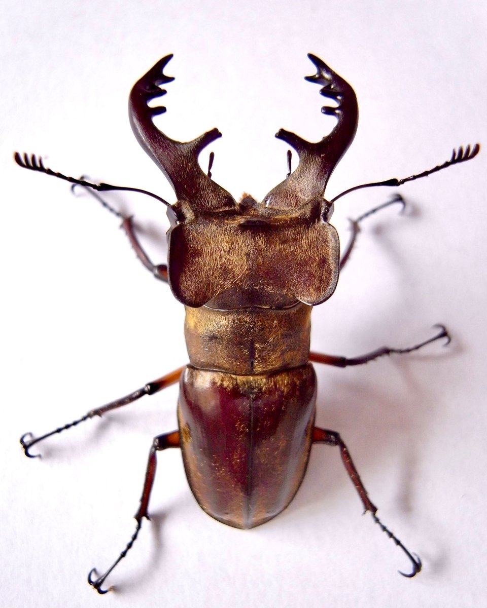 ⨂ Larvae - Mountain Stag Beetle, (Lucanus maculifemoratus) - Richard’s Inverts