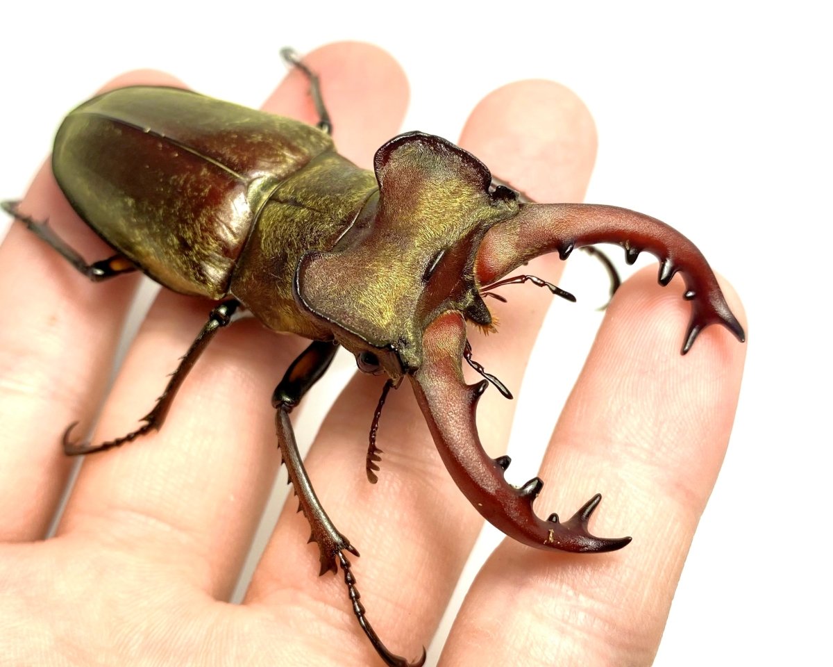 ⨂ Larvae - Mountain Stag Beetle, (Lucanus maculifemoratus) - Richard’s Inverts