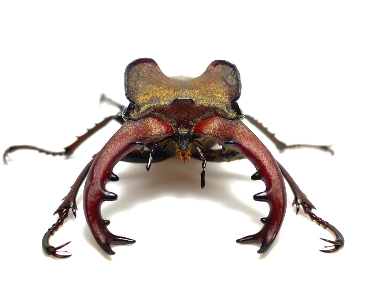 ⨂ Larvae - Mountain Stag Beetle, (Lucanus maculifemoratus) - Richard’s Inverts