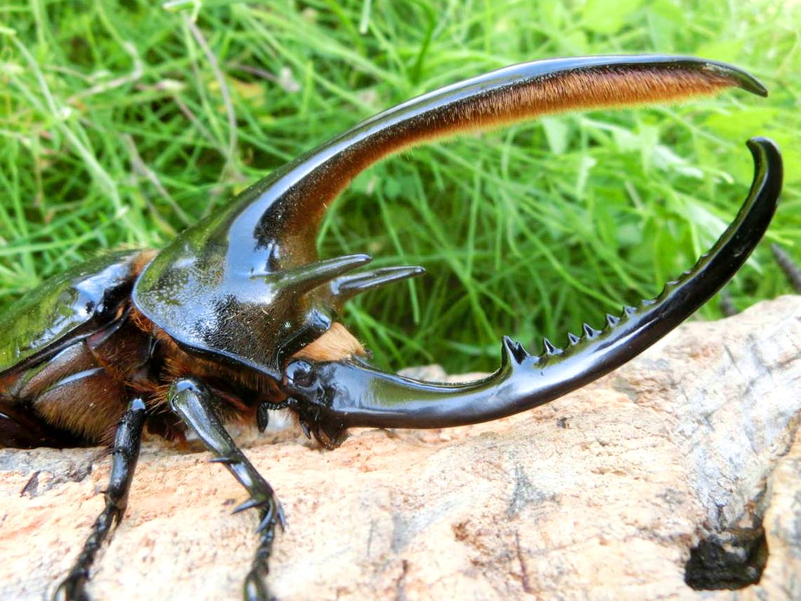 ⨂ Larvae - Neptune Rhino Beetle, (Dynastes neptunus) - Richard’s Inverts