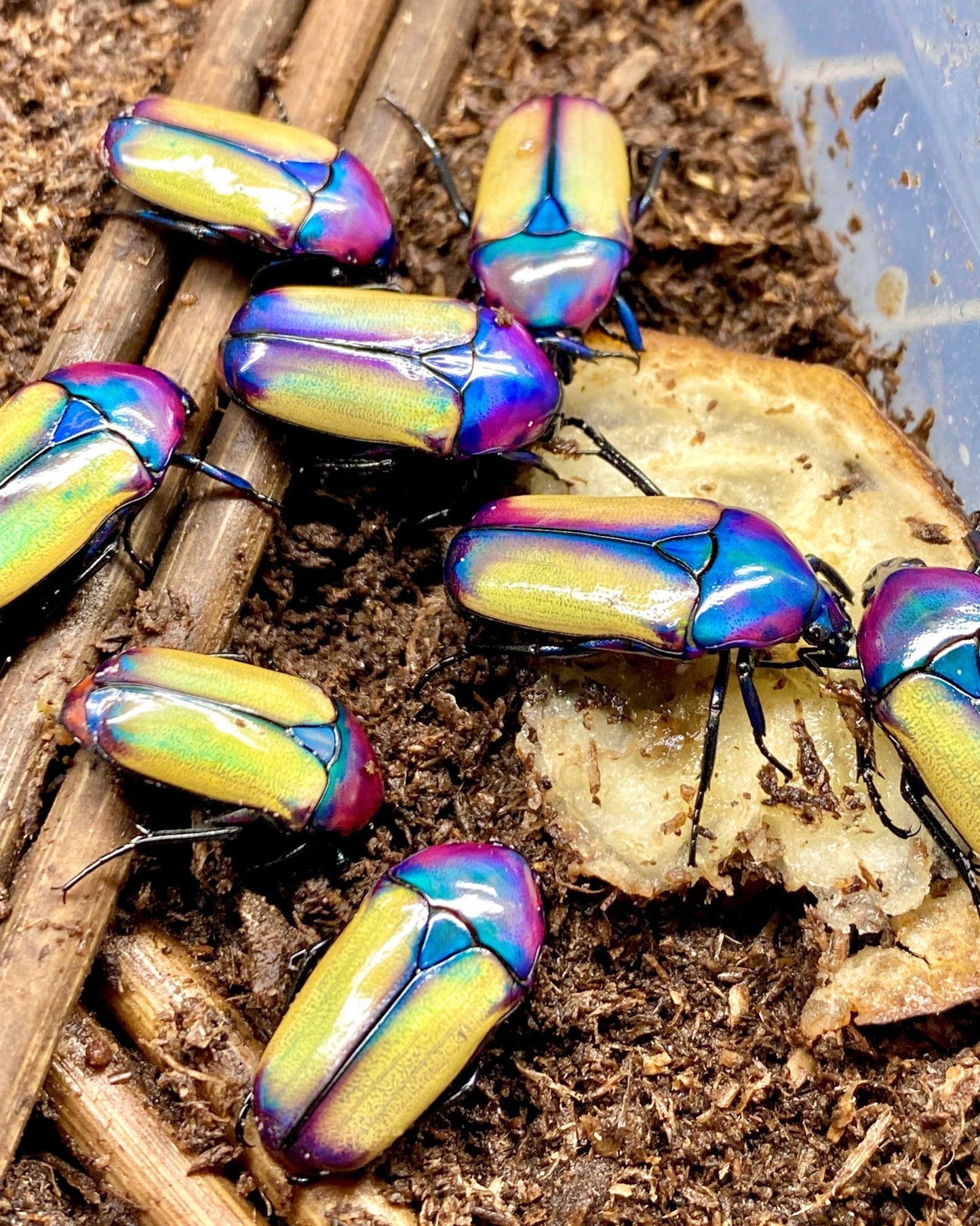 Larvae - Opal Flower Beetle, (Chlorocala umtaliensis) - Richard’s Inverts