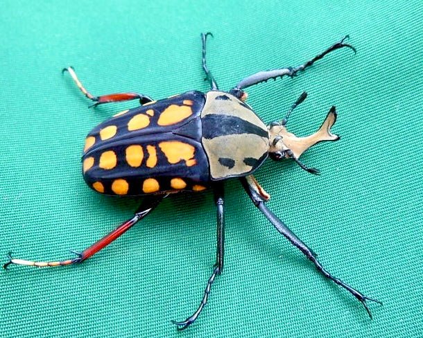 Larvae - Orange Spot Flower Beetle, (Amaurodes passerinii) - Richard’s Inverts