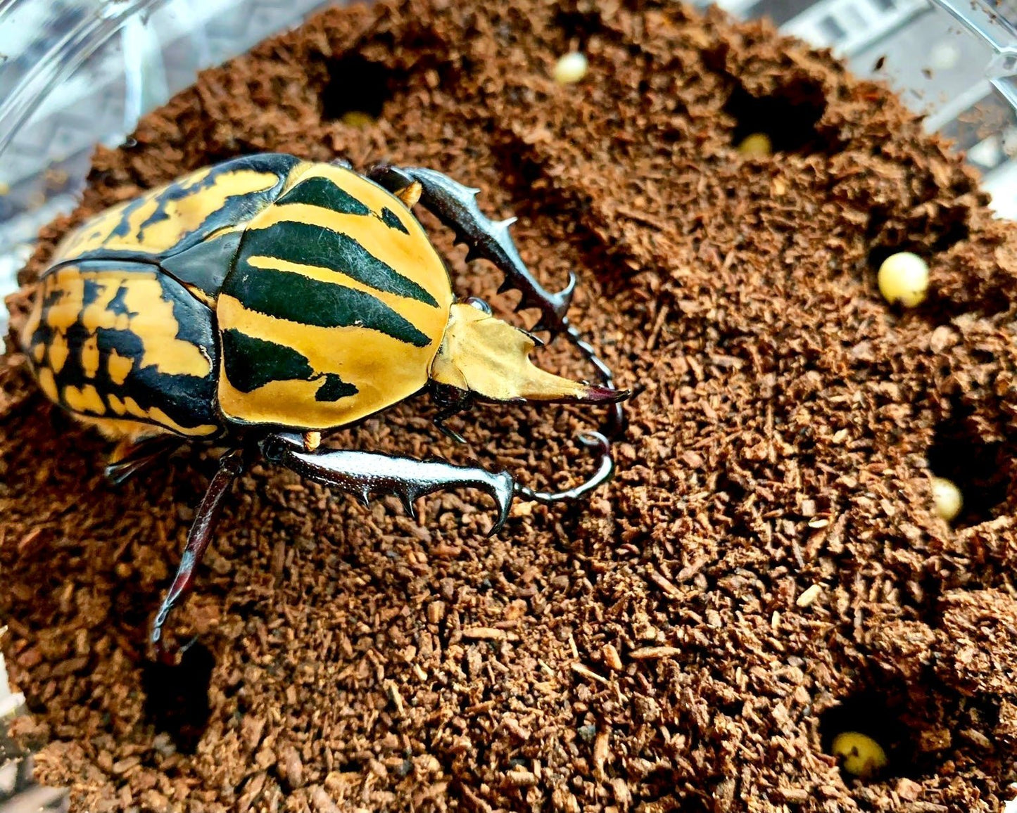 Larvae - "Orange" Tiger Flower Beetle, (Mecynorrhina oberthuri) - Richard’s Inverts