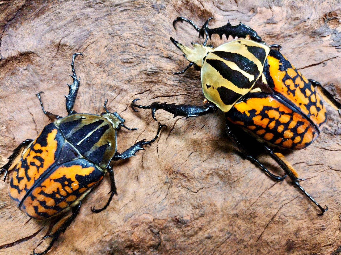 Larvae - "Orange" Tiger Flower Beetle, (Mecynorrhina oberthuri) - Richard’s Inverts