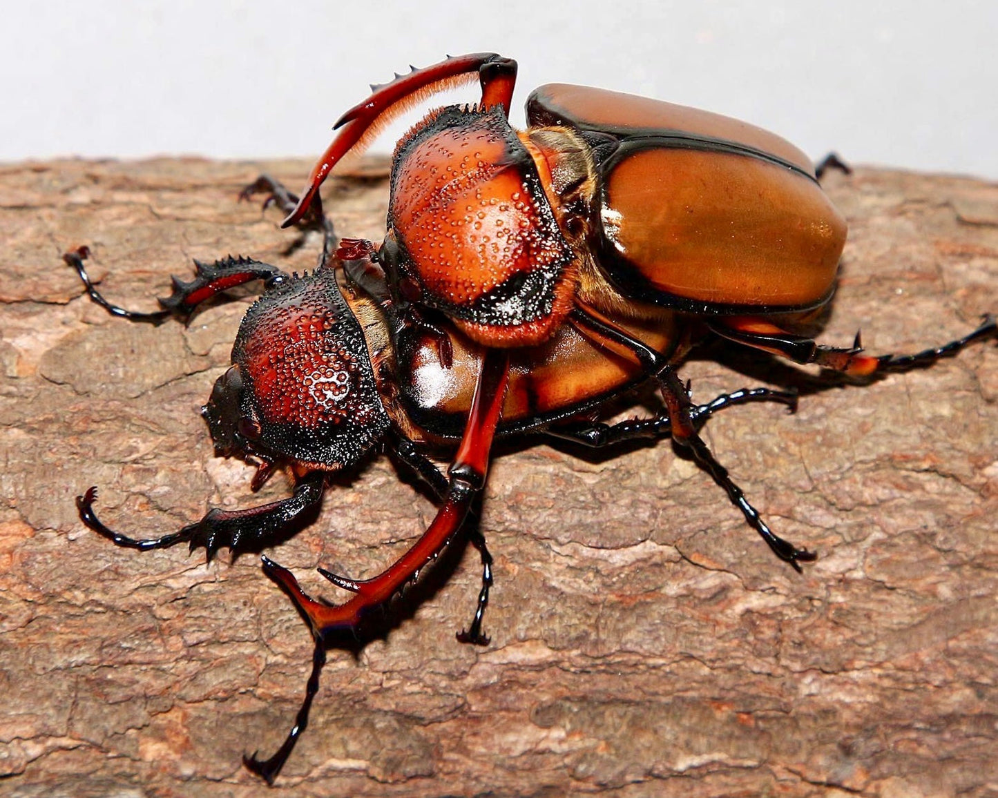 ⨂ Larvae - Orangutan Longarm Beetle, (Propomacrus davidi) - Richard’s Inverts