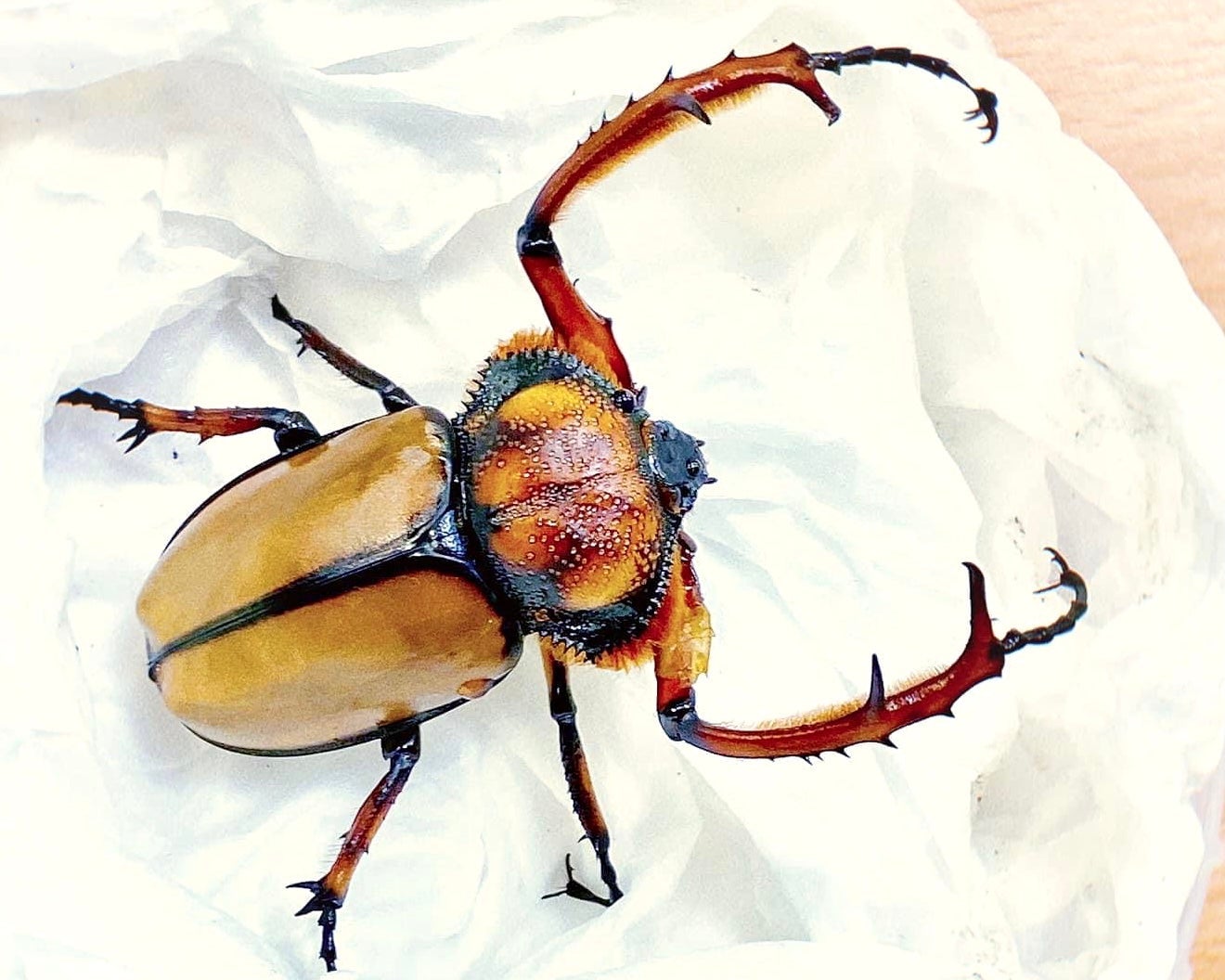 ⨂ Larvae - Orangutan Longarm Beetle, (Propomacrus davidi) - Richard’s Inverts