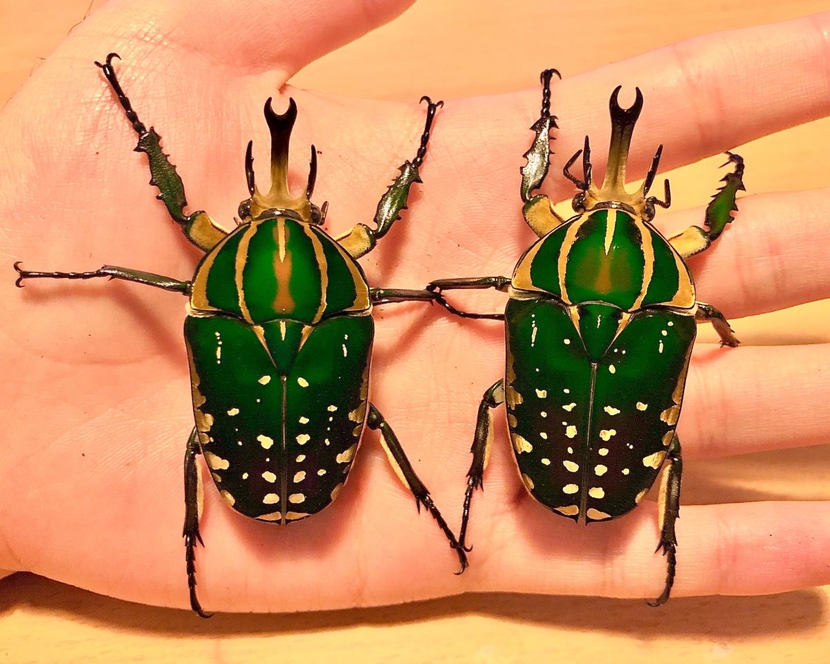 ⨂ Larvae - Polyphemus Flower Beetle, (Mecynorrhina polyphemus) - Richard’s Inverts