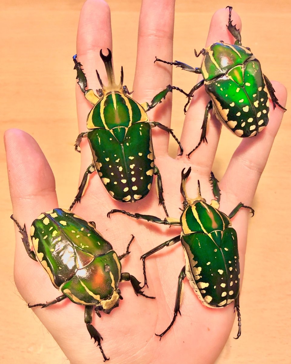 Large Scarab discount beetle framed taxidermy - Mecynorrhina polyphemus confluens