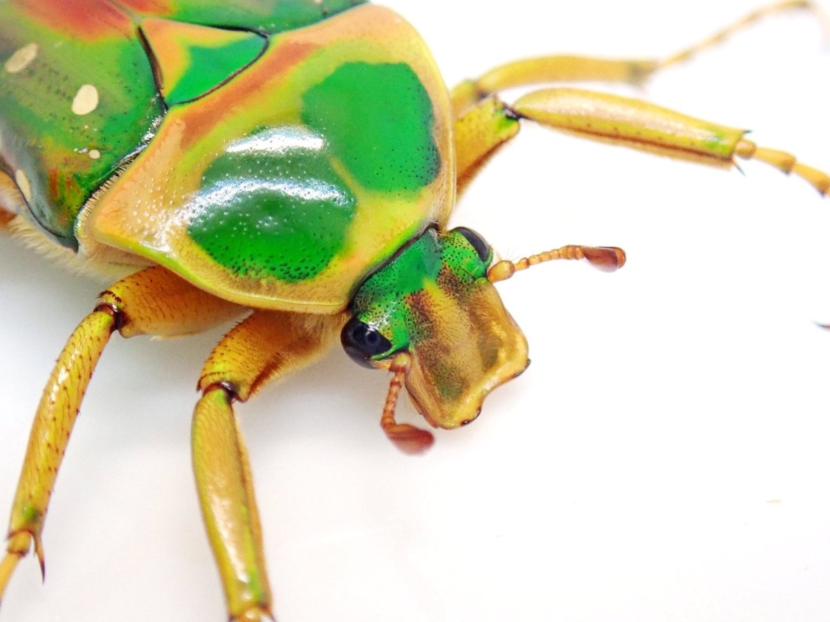 Larvae - Rainbow Flower Beetle, (Stephanorrhina julia) - Richard’s Inverts