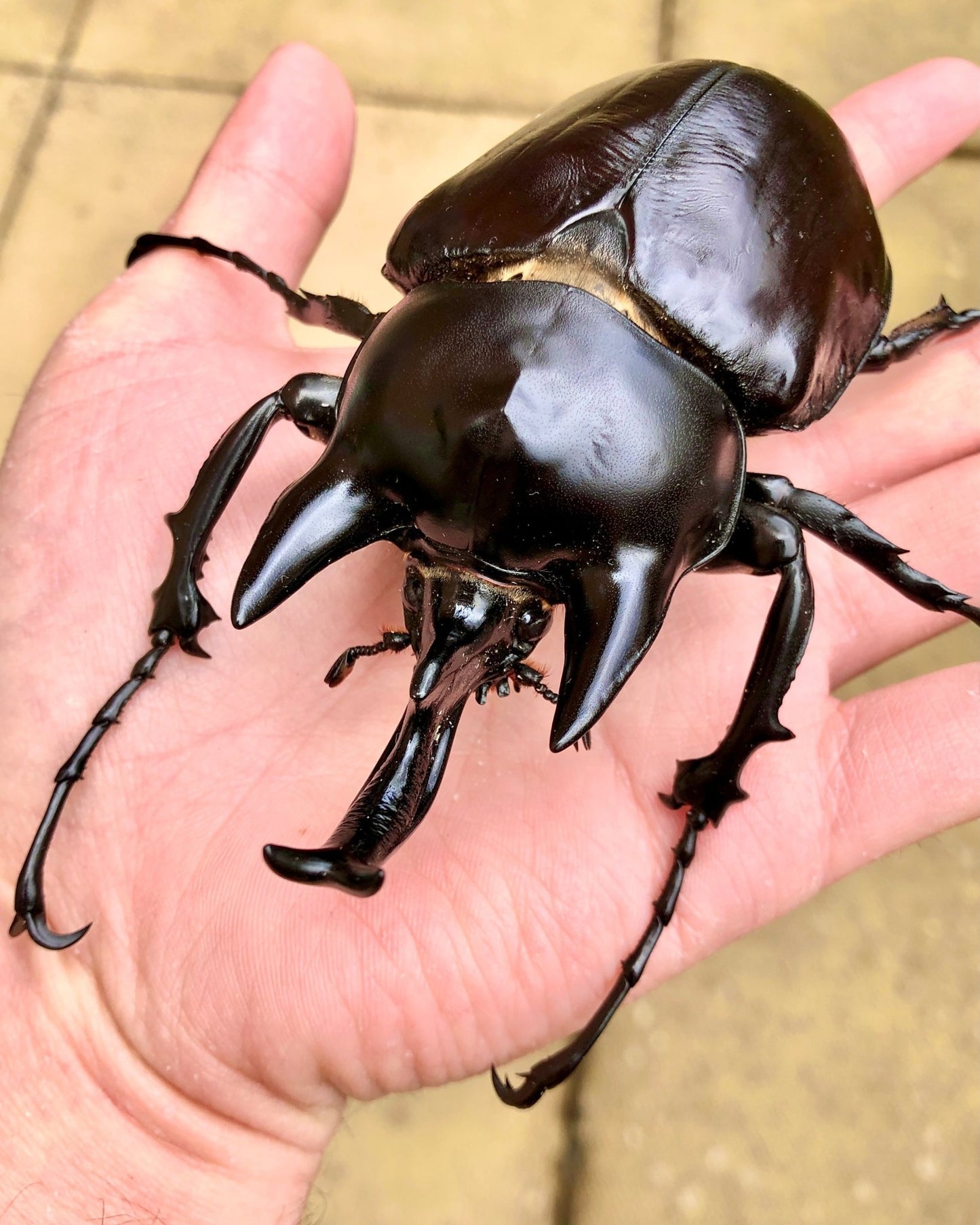 ⨂ Larvae - Rex Rhino Beetle, (Megasoma rex) - Richard’s Inverts