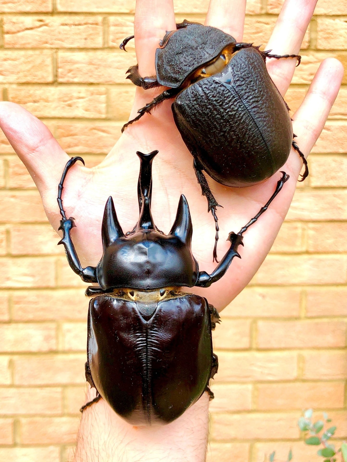 ⨂ Larvae - Rex Rhino Beetle, (Megasoma rex) - Richard’s Inverts