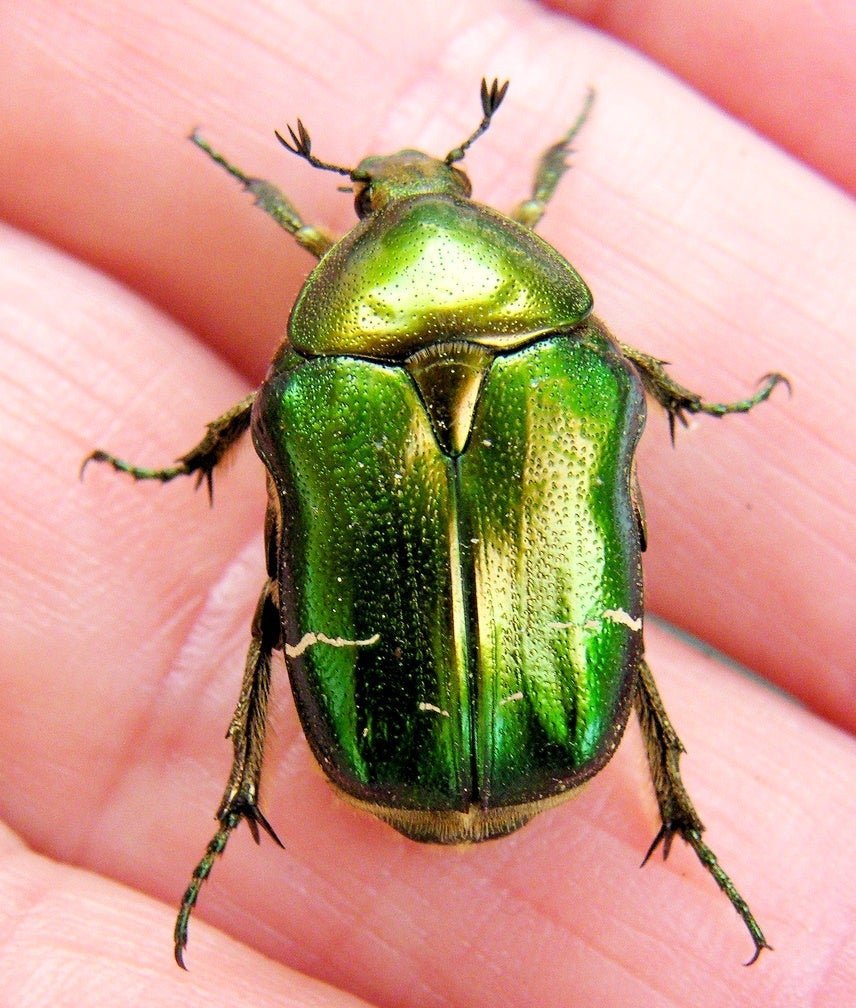 ⨂ Larvae - Rose Chafer Flower Beetle, (Cetonia aurata) - Richard’s Inverts