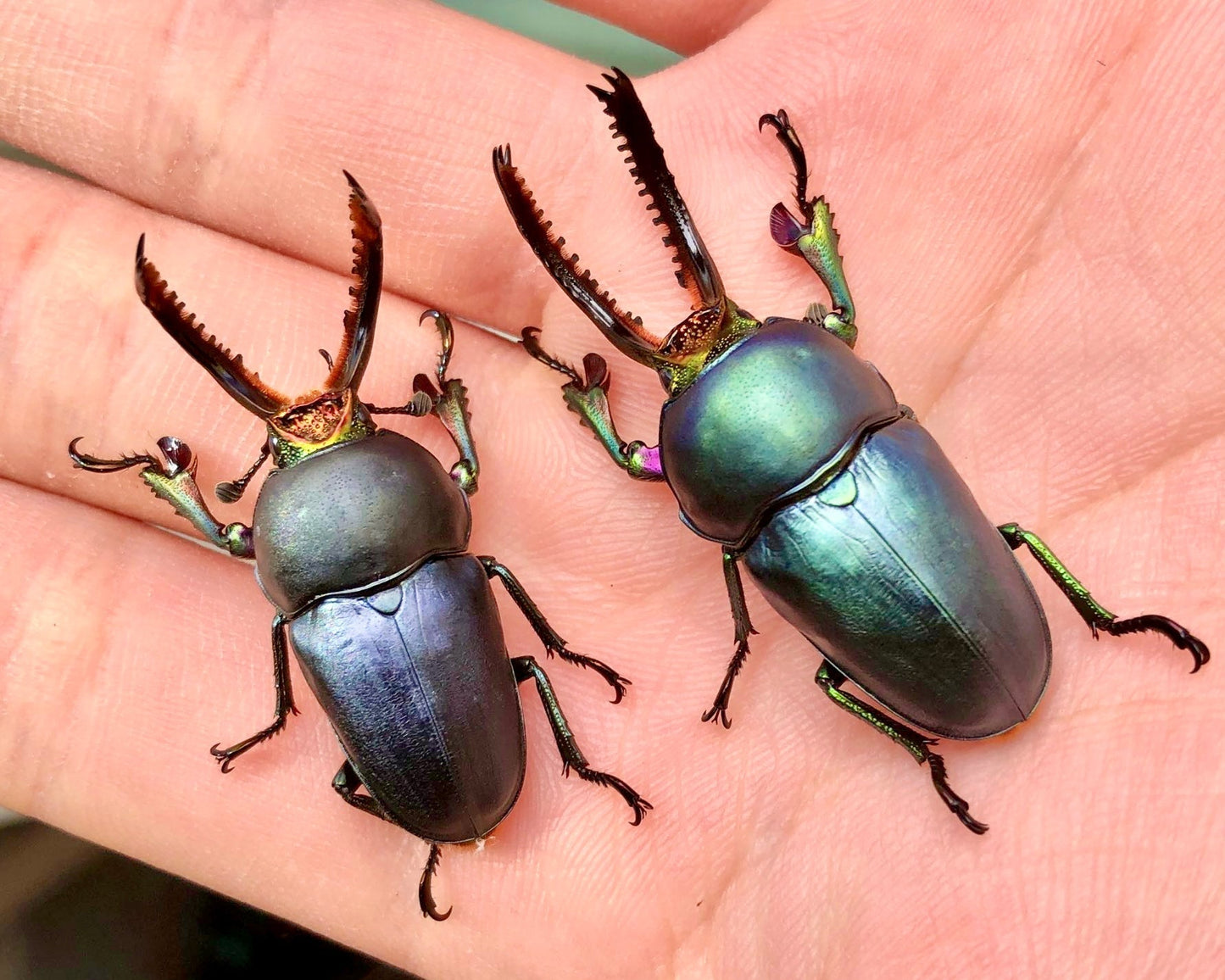 ⨂ Larvae - "Sapphire" Jewel Stag Beetle, (Lamprima adolphinae) - Richard’s Inverts