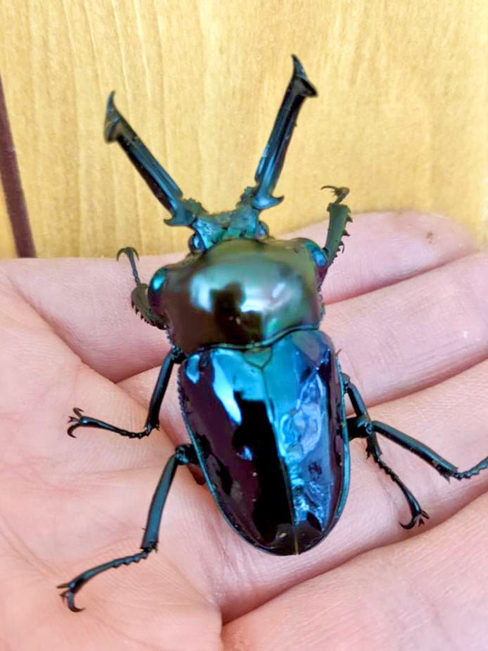Larvae - "Sapphire" Rainbow Stag Beetle, (Phalacrognathus muelleri) - Richard’s Inverts