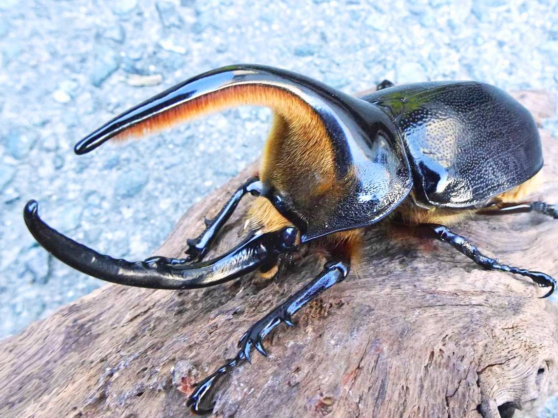 Larvae - Satan Rhino Beetle, (Dynastes satanas) - Richard’s Inverts
