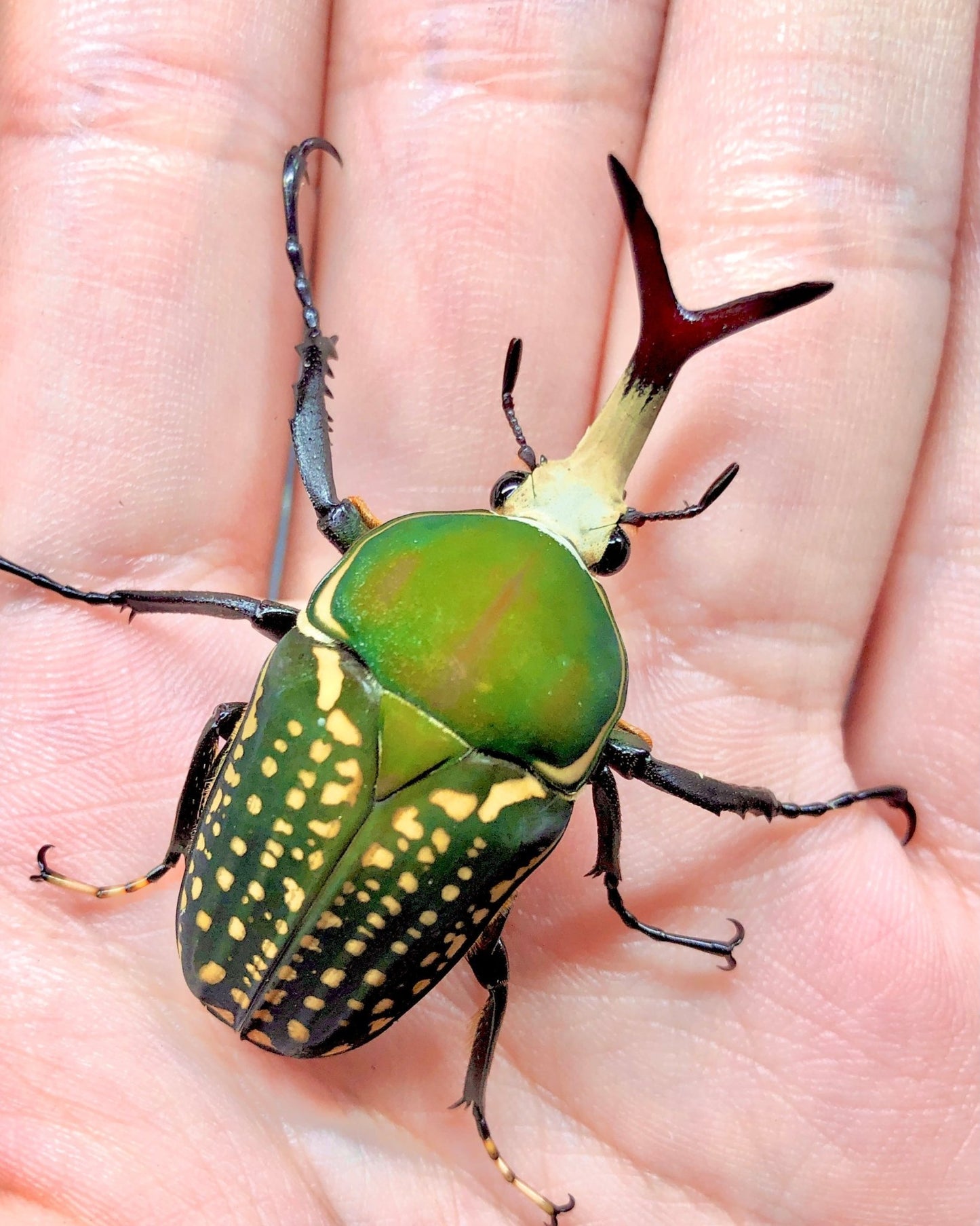 Larvae - Snake Tongue Flower Beetle, (Mecynorrhina harrisi) - Richard’s Inverts