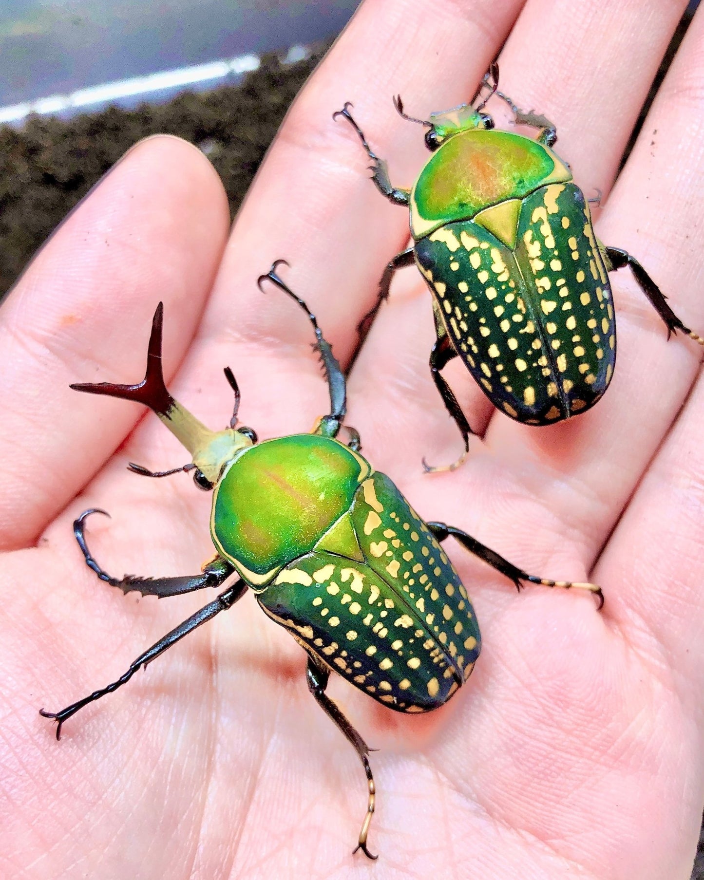 Larvae - Snake Tongue Flower Beetle, (Mecynorrhina harrisi) - Richard’s Inverts