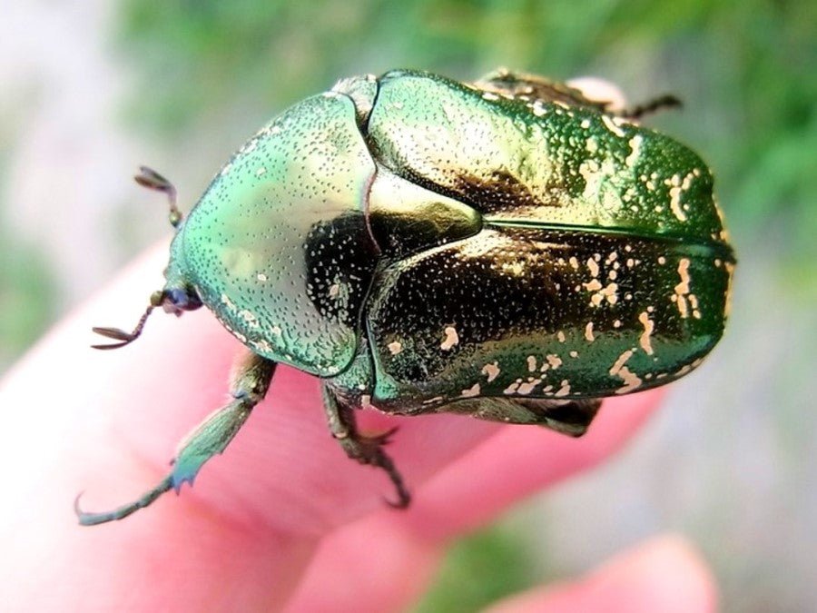 Larvae - Speckled Flower Beetle, (Protaetia submarmorea) - Richard’s Inverts