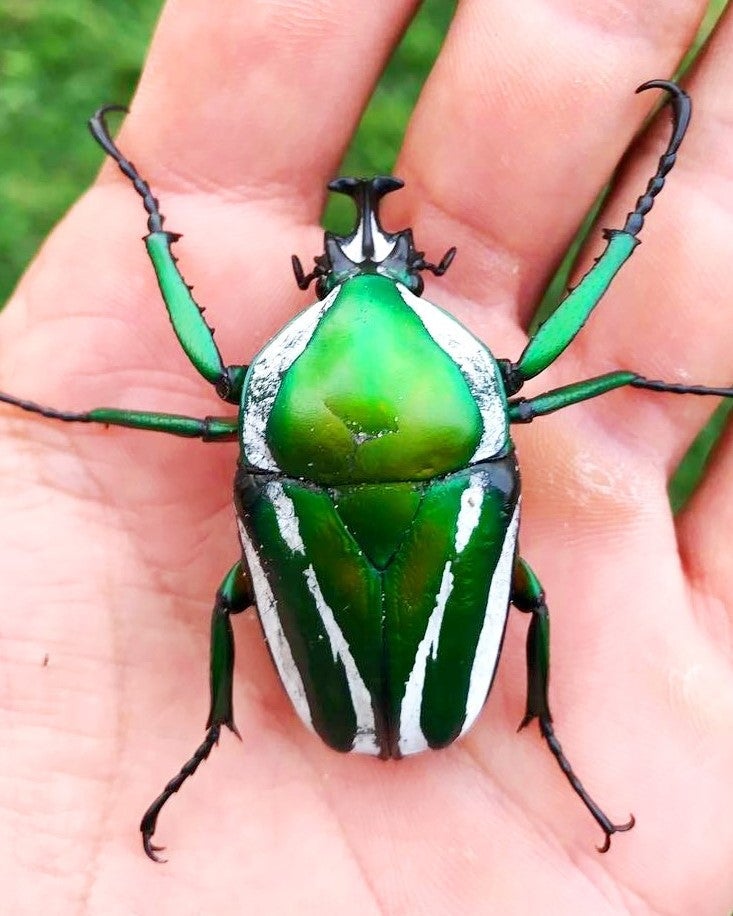 ⨂ Larvae - Stripy Flower Beetle, (Dicronorrhina derbyana) - Richard’s Inverts