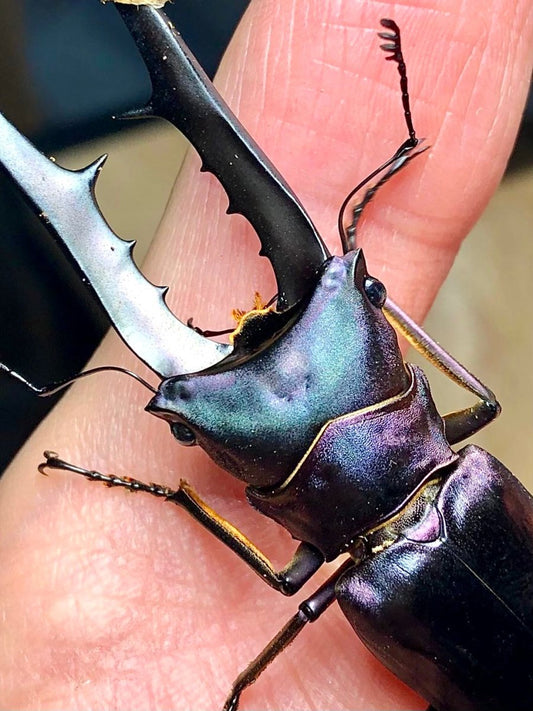 Larvae - "Supernova" Metallic Stag Beetle, (Cyclommatus metallifer) - Richard’s Inverts