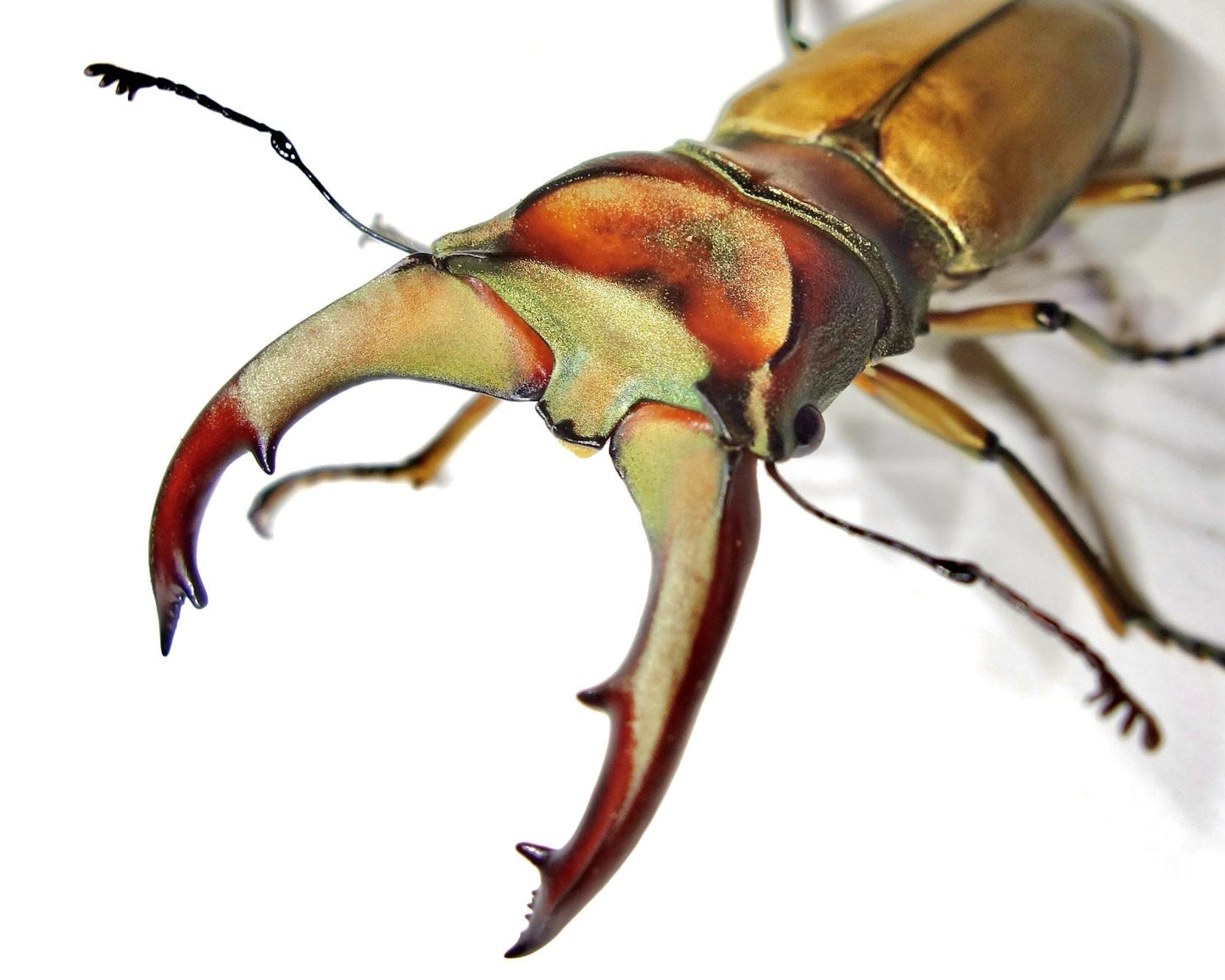 Larvae - Taiwanese Stag Beetle, (Cyclommatus mniszechi) - Richard’s Inverts