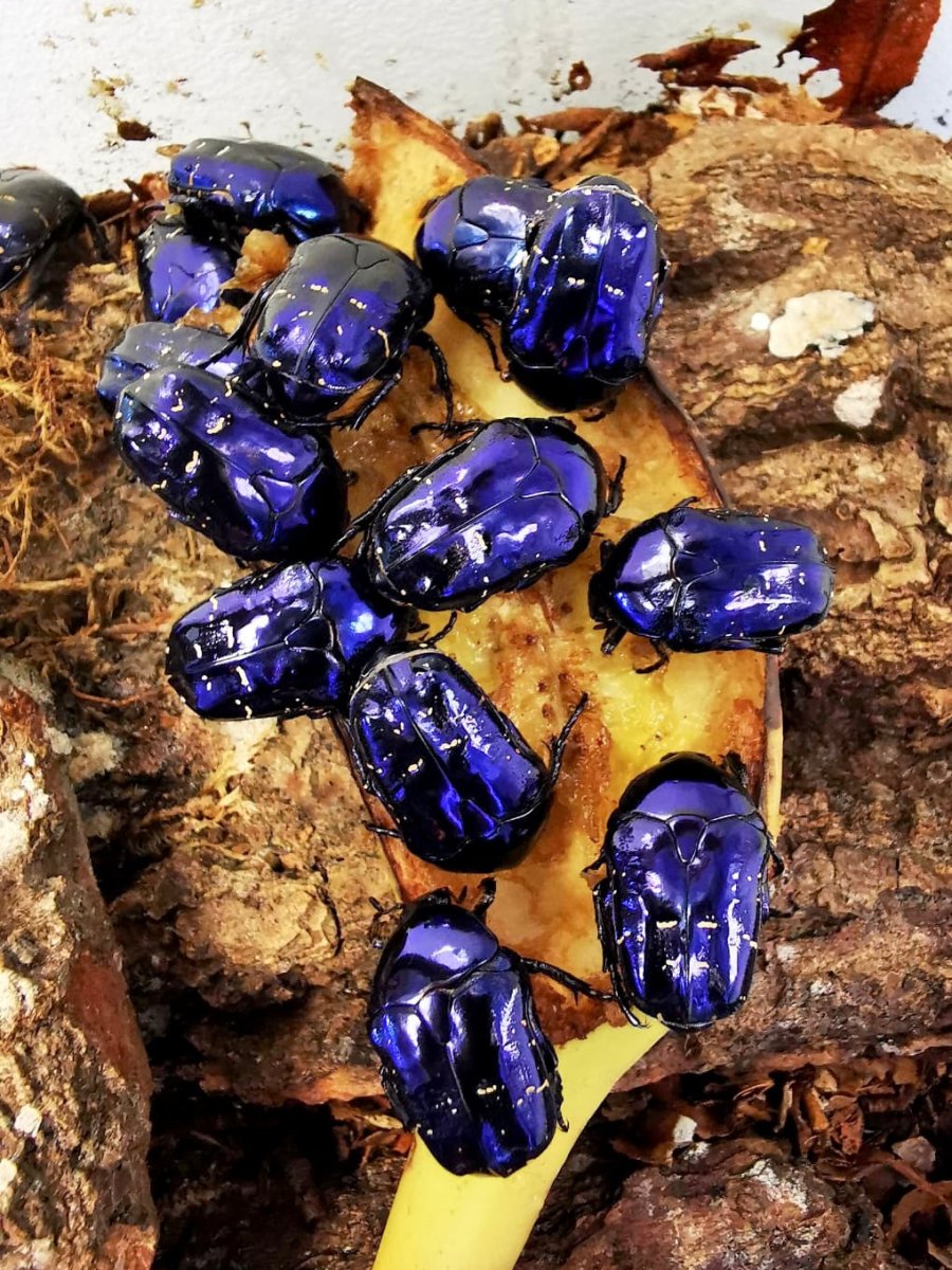 Larvae - Tanzanite Flower Beetle, (Protaetia elegans) - Richard’s Inverts