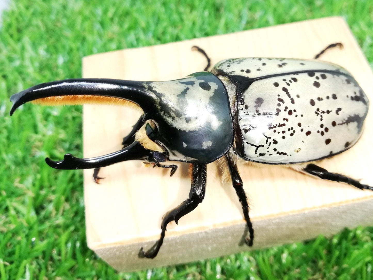 ⨂ Larvae - White Hercules Rhino Beetle, (Dynastes grantii) - Richard’s Inverts