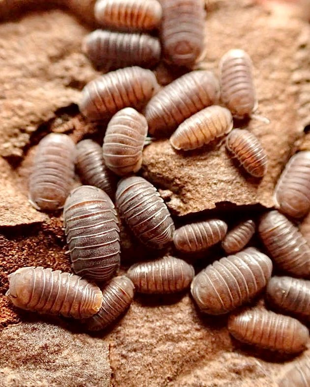 ⨂ Little Sea Isopod, (Cubaris murina) - Richard’s Inverts