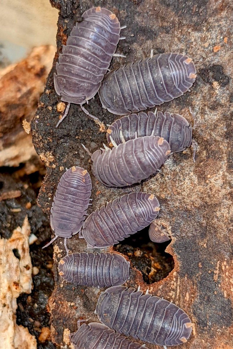 Little Sea Isopod, (Cubaris murina) - Richard’s Inverts