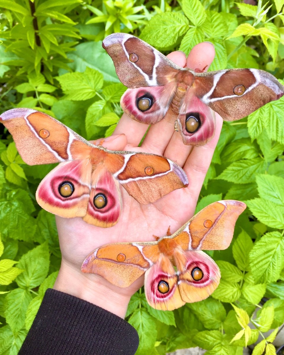 Madagascan Bullseye Moth, (Antherina suraka) - Richard’s Inverts