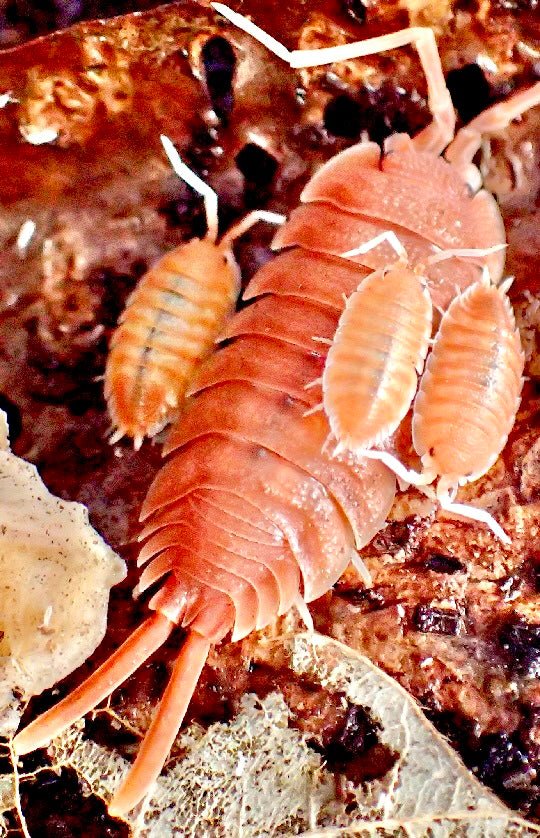 Magnificent Isopod, (Porcellio magnificus) - Richard’s Inverts