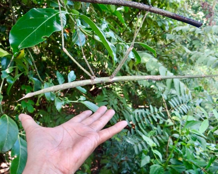 Magnus Stick Insect, (Phobaeticus magnus) - Richard’s Inverts