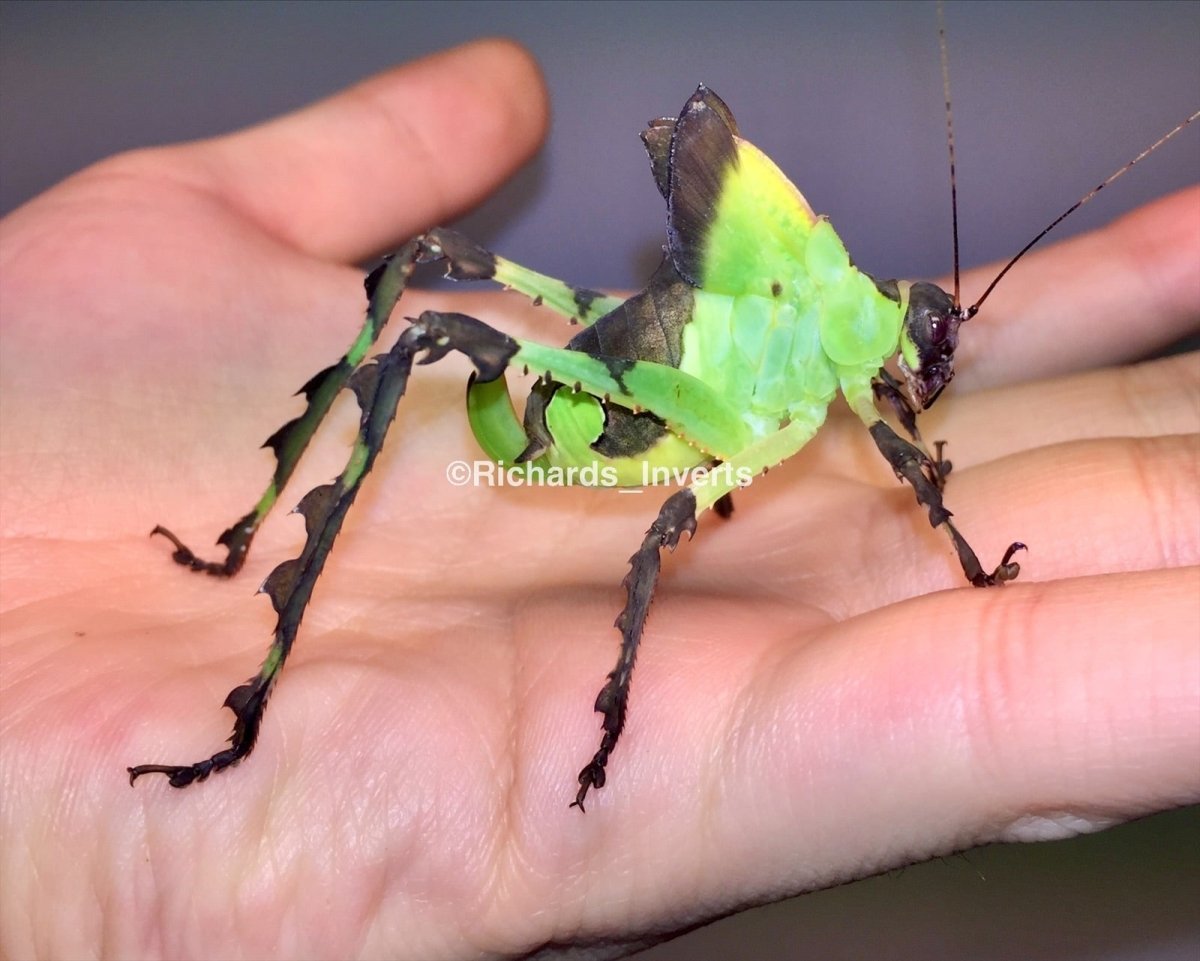 Malaysian Leaf Katydid, (Ancylecha fenestrata) - Richard’s Inverts