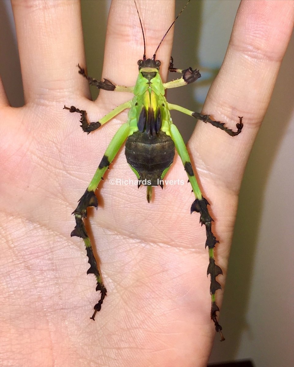 Malaysian Leaf Katydid, (Ancylecha fenestrata) - Richard’s Inverts
