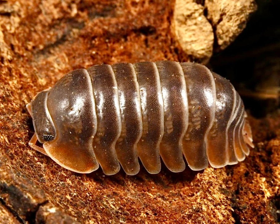 Miyako Island Isopod, (Cubaris sp. "Miyako Island") - Richard’s Inverts