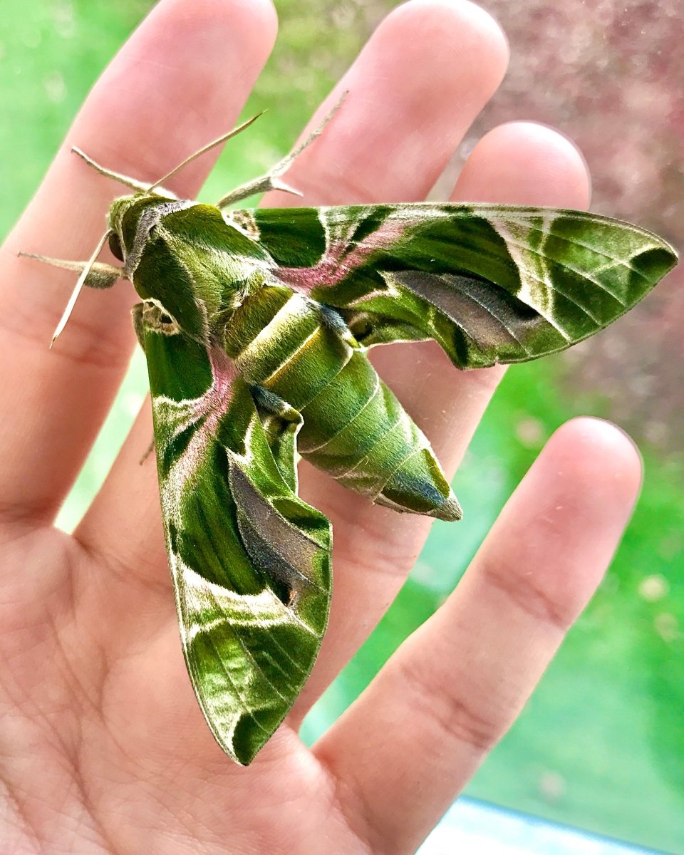 Oleander Hawk Moth, (Daphnis nerii) - Richard’s Inverts