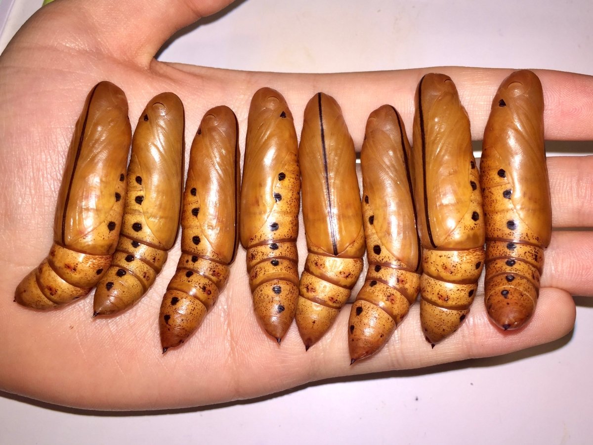 Oleander Hawk Moth, (Daphnis nerii) - Richard’s Inverts