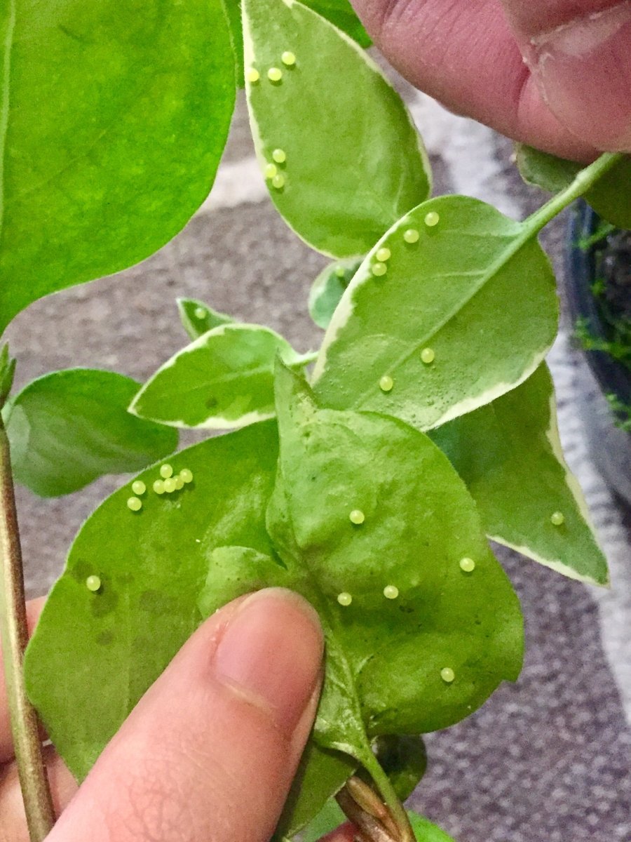 Oleander Hawk Moth, (Daphnis nerii) - Richard’s Inverts