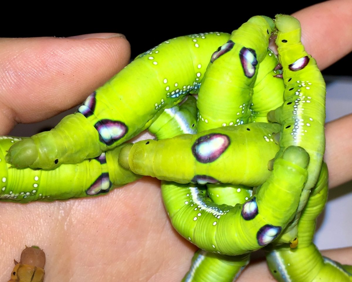 Oleander Hawk Moth, (Daphnis nerii) - Richard’s Inverts