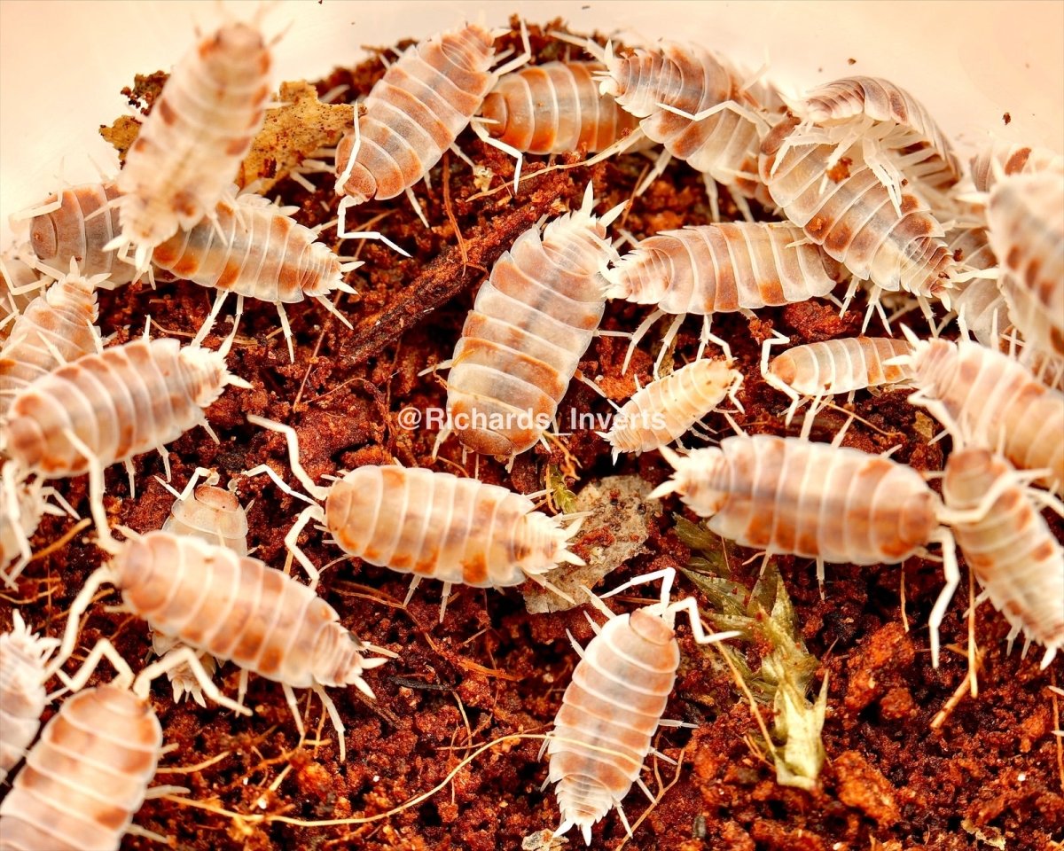 Orange Koi Isopod, (Porcellionides pruinosus) - Richard’s Inverts