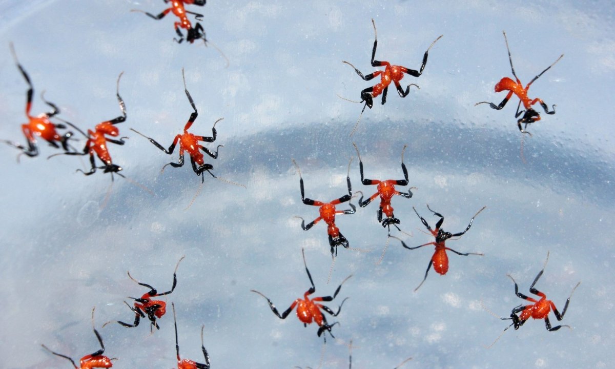 Orchid Mantis, (Hymenopus coronatus) - Richard’s Inverts