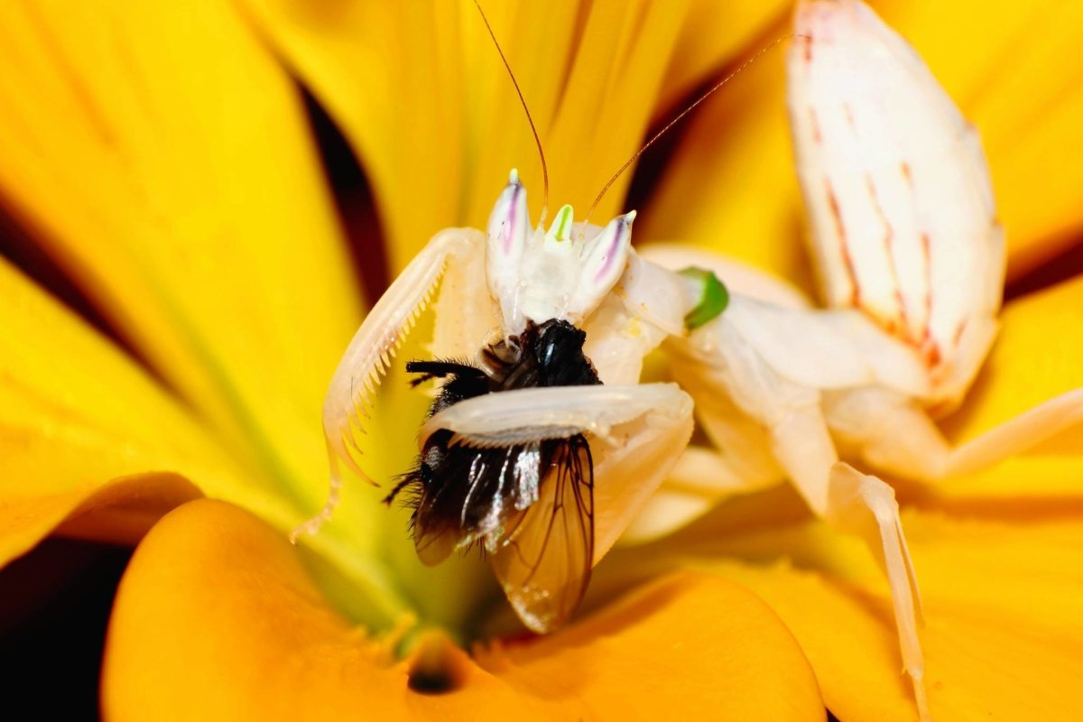 Orchid Mantis, (Hymenopus coronatus) - Richard’s Inverts