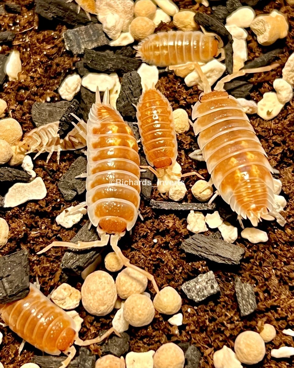 Ornate Isopod "Tangerine Dream", (Porcellio ornatus) - Richard’s Inverts