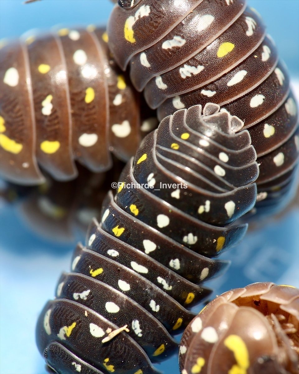 Painted Corfu Isopod, (Armadillidium frontetriangulum) - Richard’s Inverts