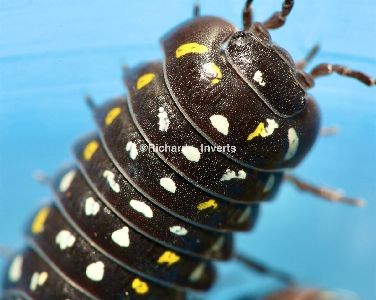 Painted Corfu Isopod, (Armadillidium frontetriangulum) - Richard’s Inverts