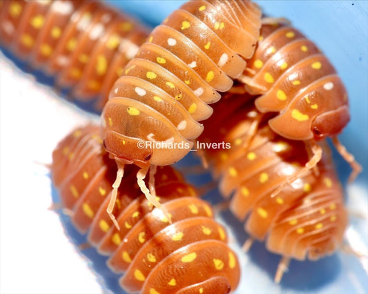 Painted Corfu Isopod "Orange", (Armadillidium frontetriangulum) - Richard’s Inverts